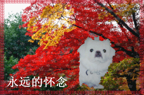 天堂公墓纪念网