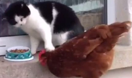 貓咪气疯狂揍抢食鸡11连拍