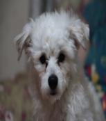 爱犬淘淘的小窝