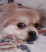 mingming