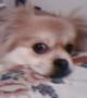 mingming