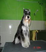 杨小yo