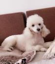 羊小豆