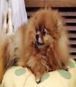 爱犬咪咪的美丽天堂