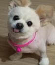 小咪渣