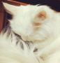 爱猫爷