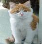 猫呜的身姿