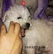 天使贝贝