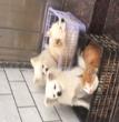 豆豆的家