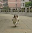 奔跑