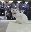 捷栖