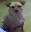 点点