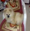 我的爱犬---富仔