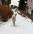 雪中撒欢