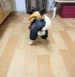 小熊的世界