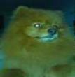 人犬情未了