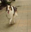 来吧