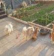 豆豆的家