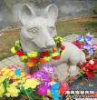 义犬赛虎