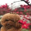 宝贝看桃花